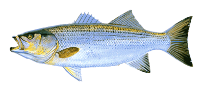 Striper Fish - The Fisherman's Kitchen